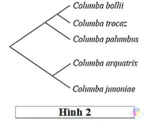 hinh 2 1