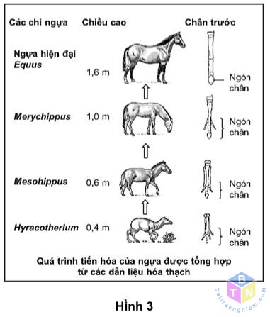 qua trinh tien hoa cua ngua