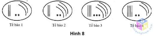 te bao