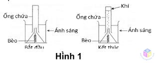 thi nghiem ve qua trinh quang hop