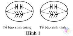 cap te bao