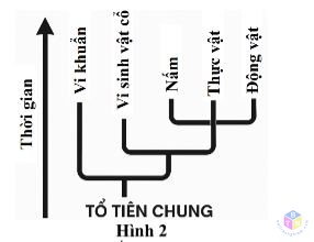 cay phat sinh chung loai