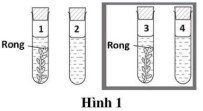 hinh 1
