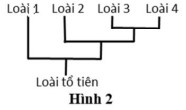 hinh 2