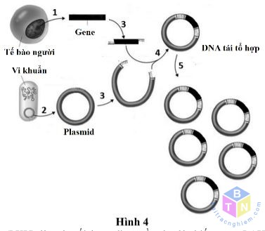 quy trinh tao plasmid