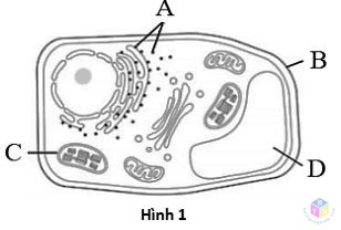 hinh 1 de 5