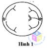 hinh 1