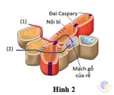 hinh 2