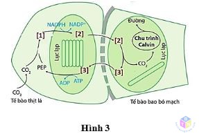 hinh 3