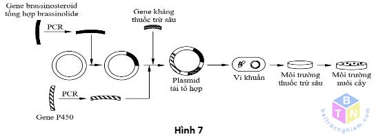 hinh 7 de 5