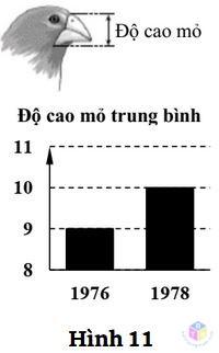 hinh11 de 5